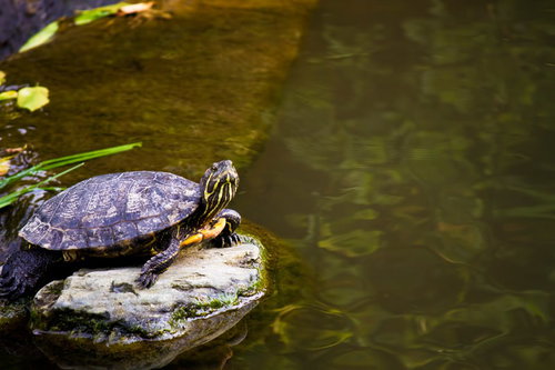 水辺の岩の上で首を伸ばしていきり立つ亀