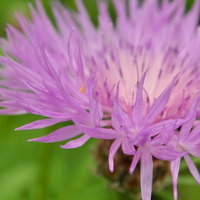 緑のぼけた背景に紫の花が揺れるアザミの写真