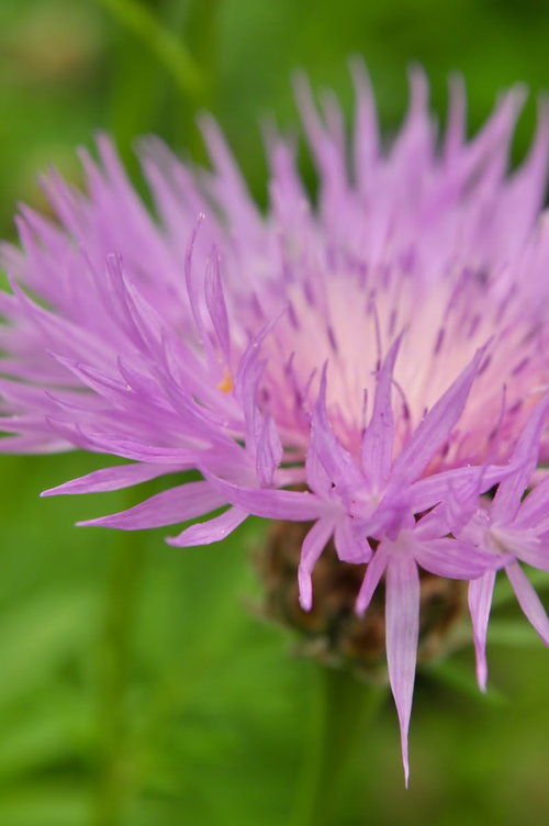 緑のぼけた背景に紫の花が揺れるアザミ