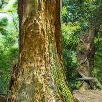 深い溝が彫られた苔むす巨木の太い幹の写真