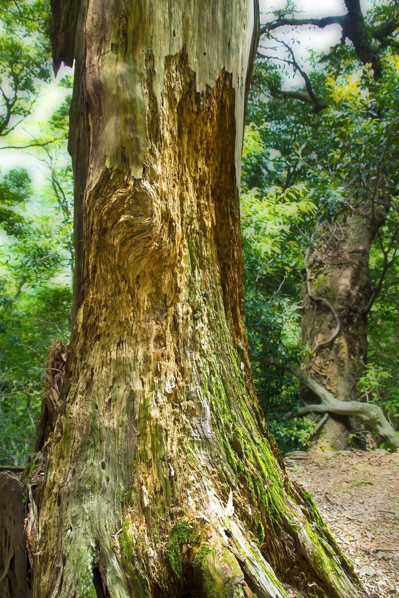深い溝が刻まれた苔むす巨木の太い幹