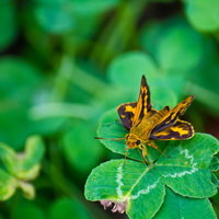 緑の葉に止まる黄色と黒の模様のキマダラセセリの写真