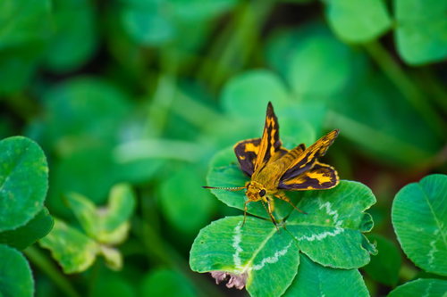 緑の葉に止まる黄色と黒の模様のキマダラセセリ