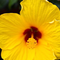 赤茶の模様が入った黄色いハイビスカスの花の写真