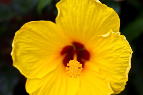 赤茶の模様が入った黄色いハイビスカスの花