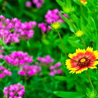 花壇に咲く黄色と赤のグラデーションの花の写真