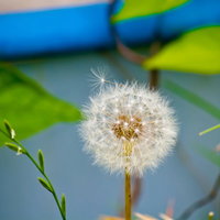 緑の背景に浮かぶ丸いタンポポのわたげの写真
