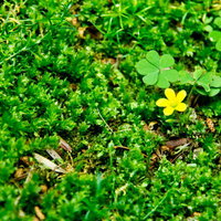 苔の中にぽつんと咲く黄色い小さな野花の写真