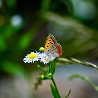 白い花に止まって蜜を吸うベニシジミの蝶の写真