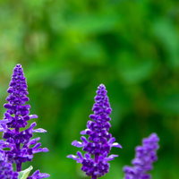 穂状に花が咲く紫色のベロニカの花の写真