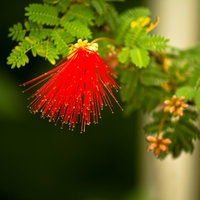 緑の葉の中に咲く赤い糸状のオジギソウの花の写真