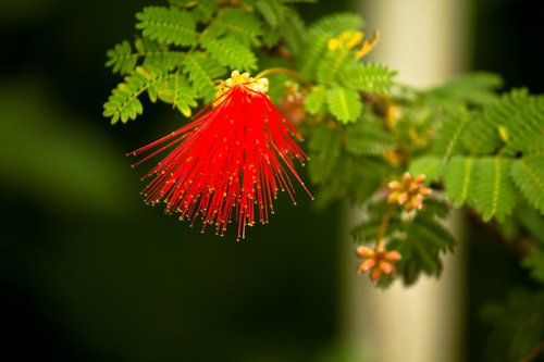 緑の葉の中に咲く赤い糸状のオジギソウの花
