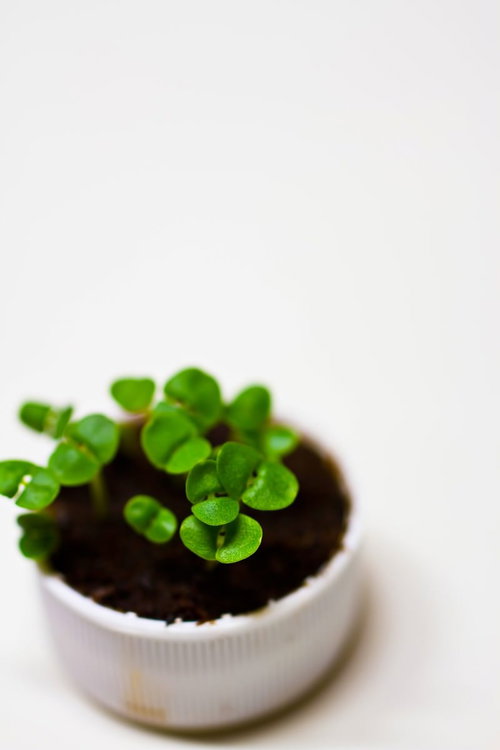 白い鉢で丸い葉をつけて育つ小さな苗