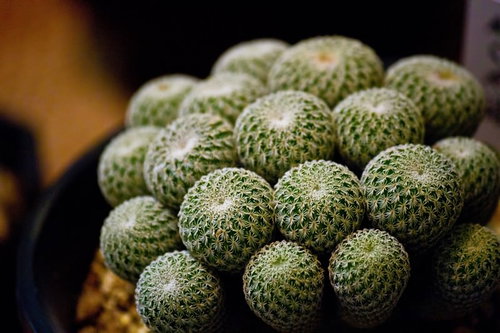 白い模様が密集する丸いかぐや姫サボテン