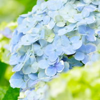 自然光に照らされたしっとり濡れた丸いアジサイの写真