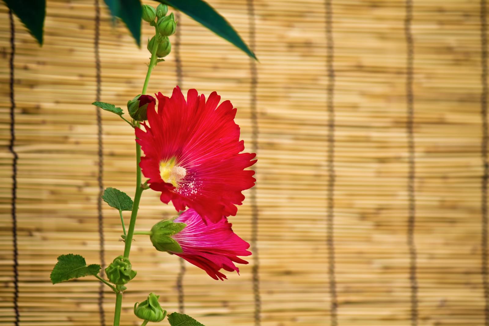 竹のすだれの前に咲く赤からピンクの大きな花