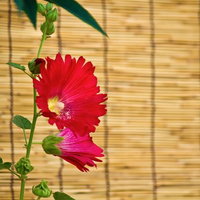 竹のすだれの前に咲く赤からピンクの大きな花の写真