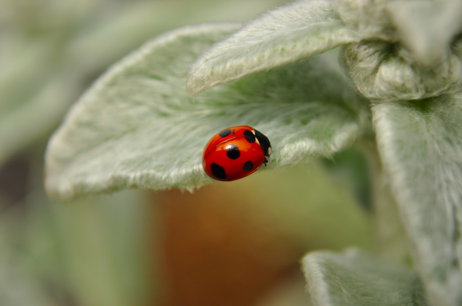 緑の葉の上で休む赤いテントウムシ