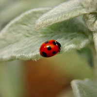 緑の葉の上で休む赤いテントウムシの写真