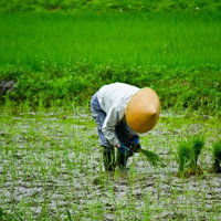 麦わら帽子をかぶり水田で手作業する田植えの姿の写真