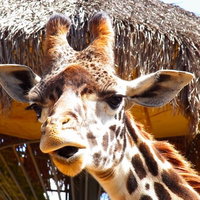口を開けたとぼけた表情のキリンの顔アップの写真