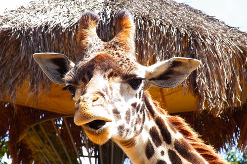 口を開けたとぼけた表情のキリンの顔アップ