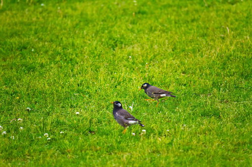 芝生の上に立つ小さな2羽の鳥のつがい