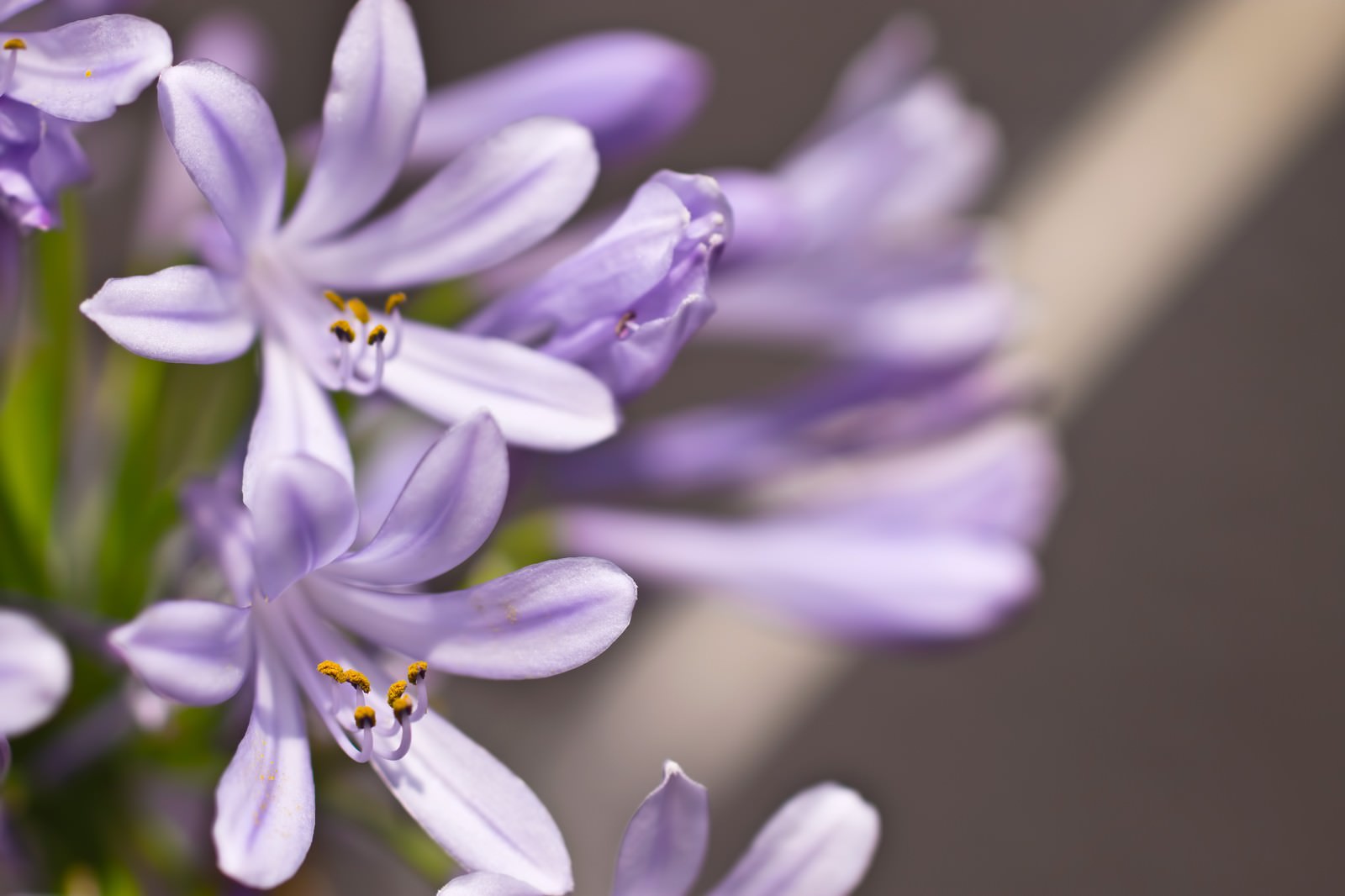 背景がぼけた屋外に咲く薄紫の小さな花