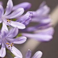 背景がぼけた屋外に咲く薄紫の小さな花の写真