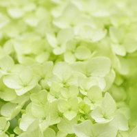 黄緑色の丸い花が密集するアナベルの紫陽花の写真