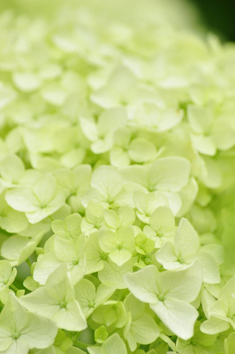 黄緑色の丸い花が密集するアナベルの紫陽花