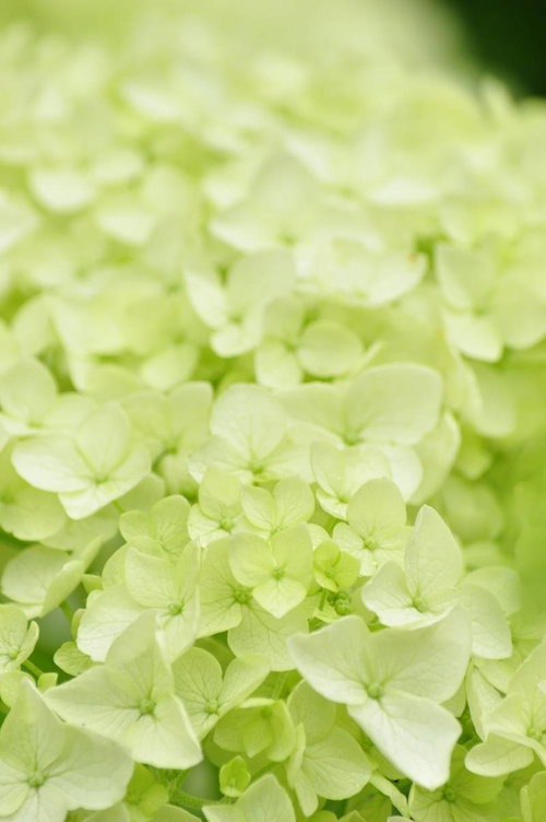 黄緑色の丸い花が密集するアナベルの紫陽花