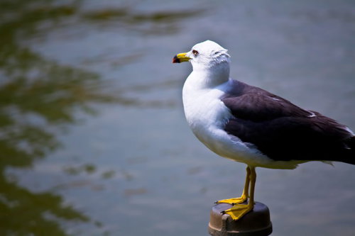 水辺の台の上で様子を覗うカモメの横顔