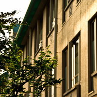 木の枝が影を落とす夕暮れの学校校舎の窓の写真