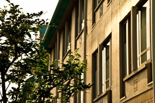 木の枝が影を落とす夕暮れの学校校舎の窓