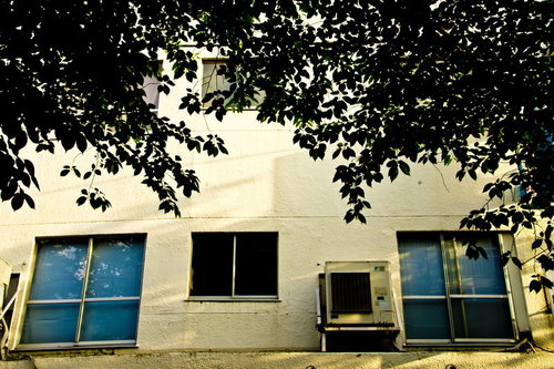 木の枝が垂れ下がる夕暮れの白い校舎裏