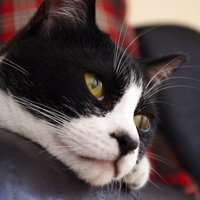 赤い柄の布からひょっこり顔を出すハチワレ猫の写真