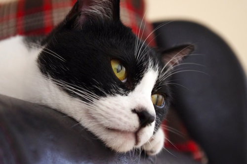 赤い柄の布からひょっこり顔を出すハチワレ猫