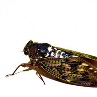 透明な羽と茶色い模様のアブラゼミの横向き全身の写真