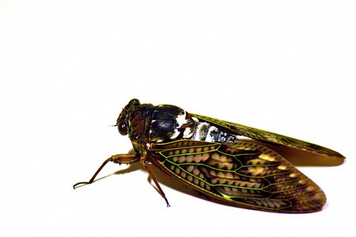 透明な羽と茶色い模様のアブラゼミの横向き全身