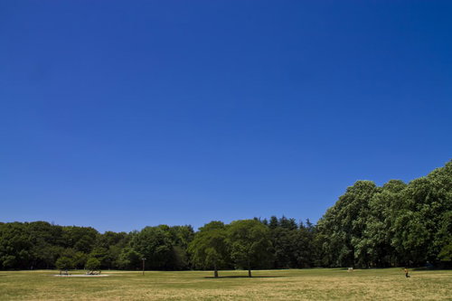 晴天の芝生の広場と木々が並ぶ公園の青空