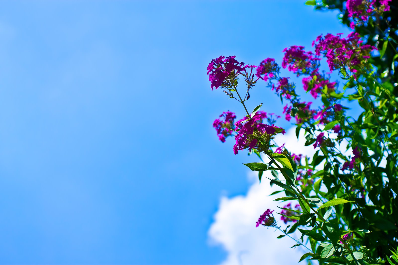 青空を背景に咲く紫の花房