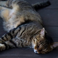 灰色の木の床で横向きに目を閉じて寝る縞模様の猫の写真