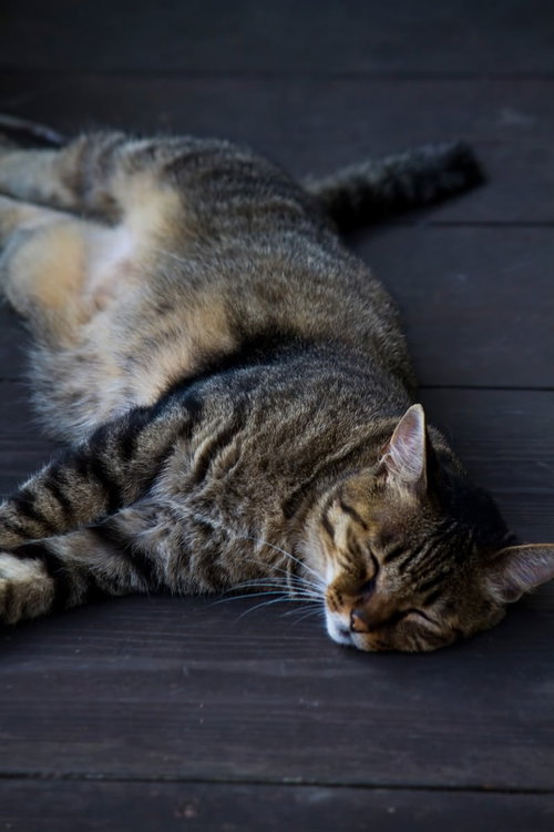 灰色の木の床で横向きに目を閉じて寝る縞模様の猫