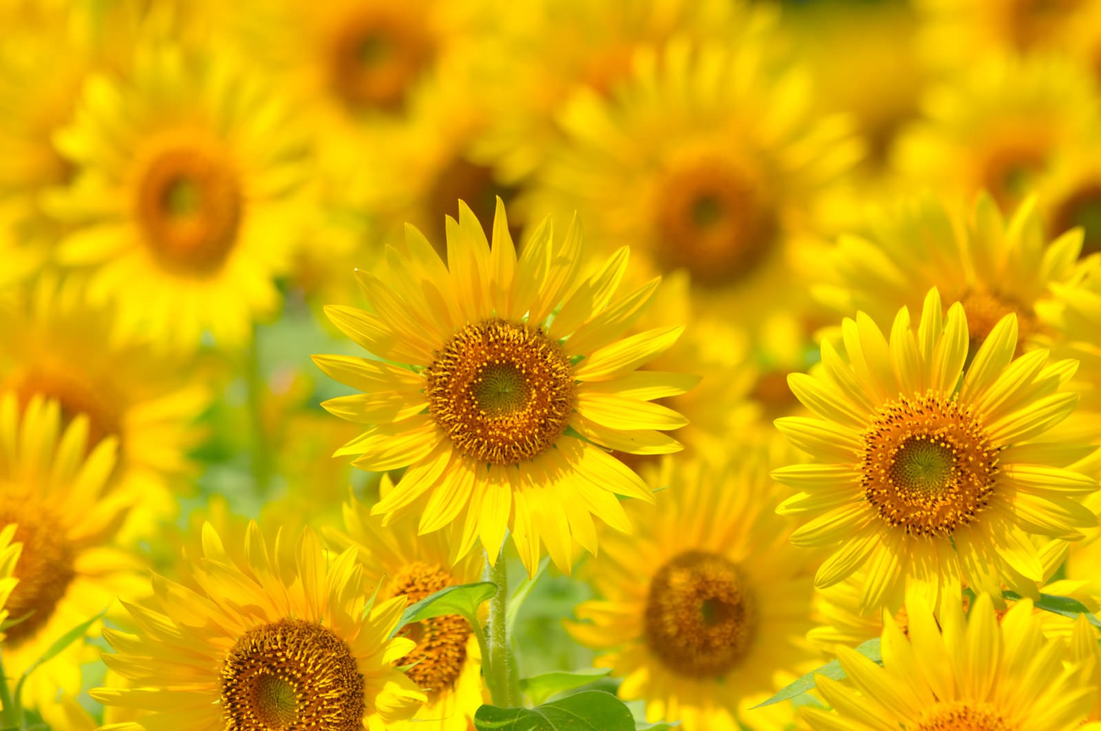 手前の花にピントが合うひまわり畑の太陽に向かう花