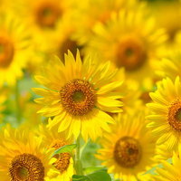 手前の花にピントが合うひまわり畑の太陽に向かう花の写真