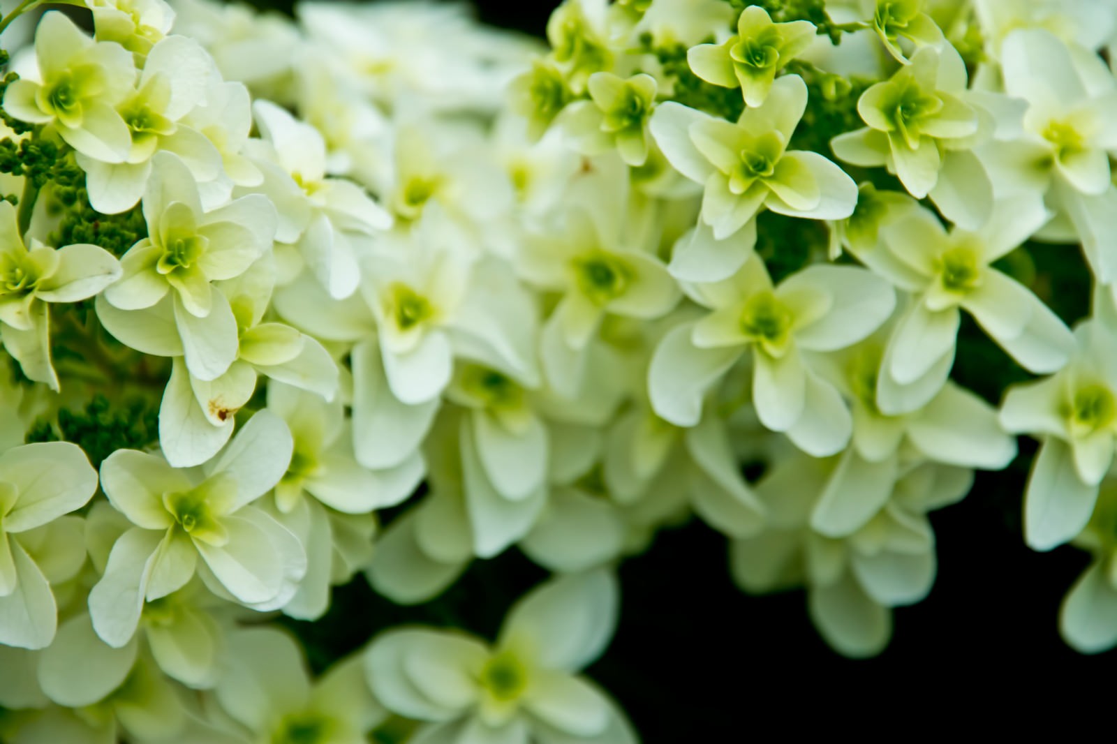 暗い背景に浮かぶ黄緑と白のエメラルド色の花