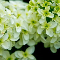 暗い背景に浮かぶ黄緑と白のエメラルド色の花の写真