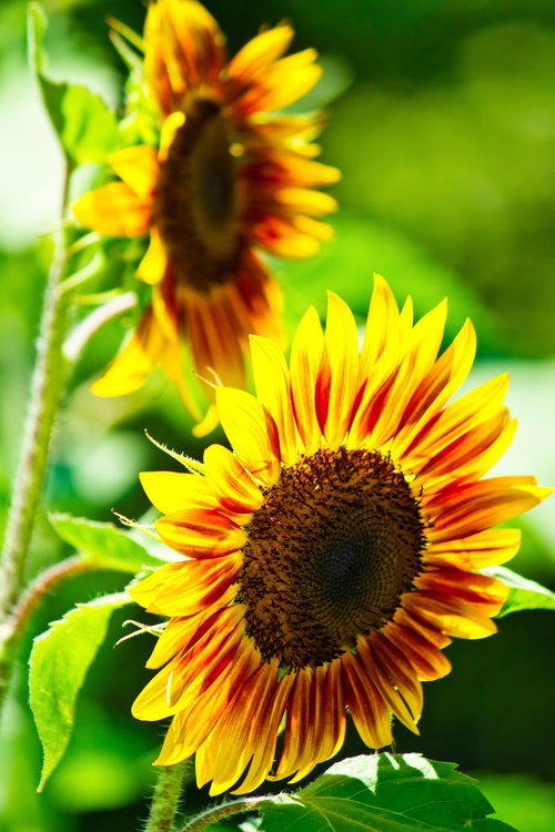 赤い筋が入った黄色い花びらのリングオブサファイア（向日葵）