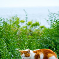 コンクリートの台で目を閉じて日向ぼっこする猫の写真